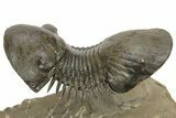 Flying Paralejurus Trilobite With Reedops - Atchana, Morocco #232853-4